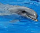 Happy δελφίνι